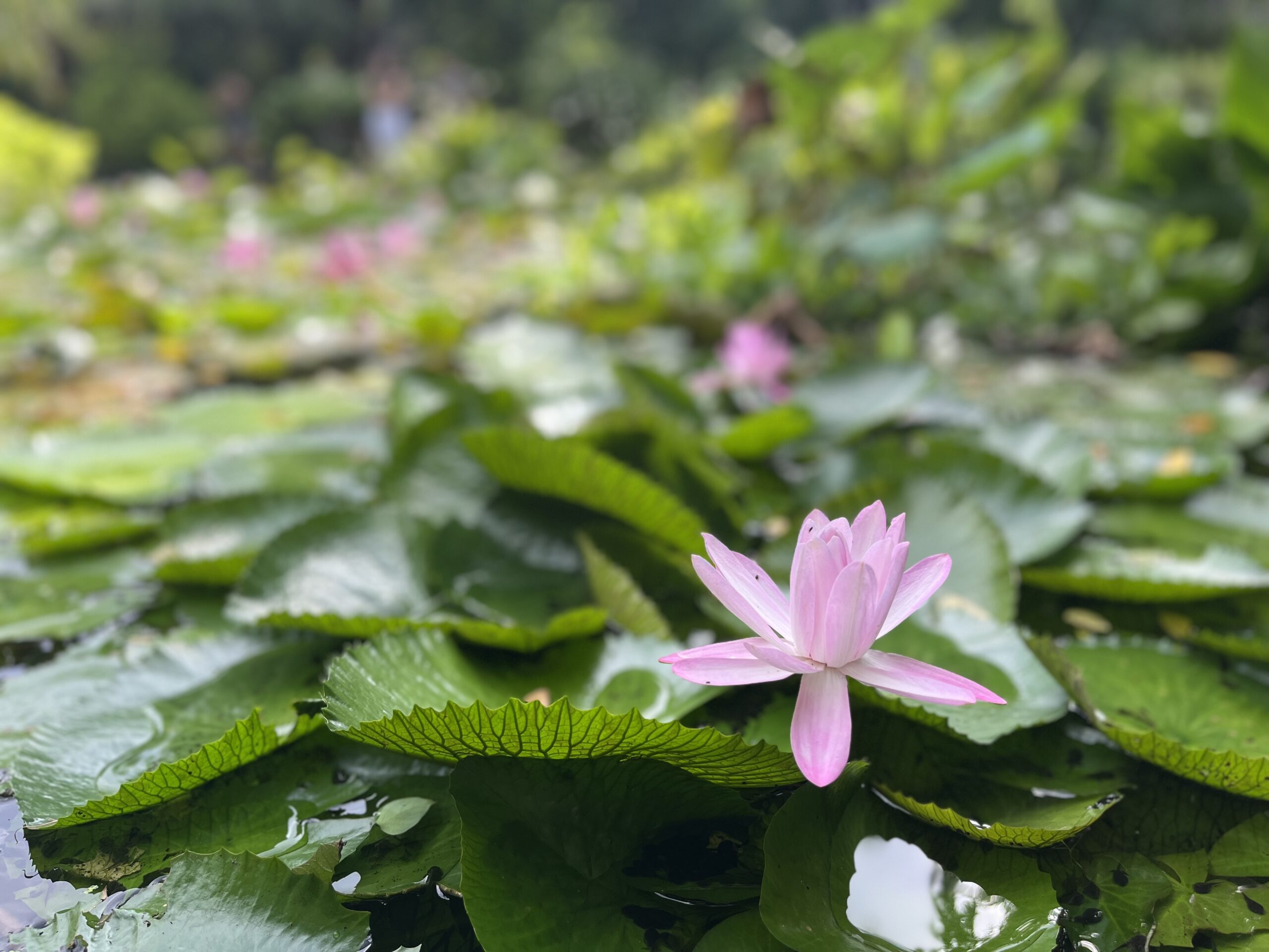 ”Don’t think.Feel.” 2025年10月21日 天秤座新月