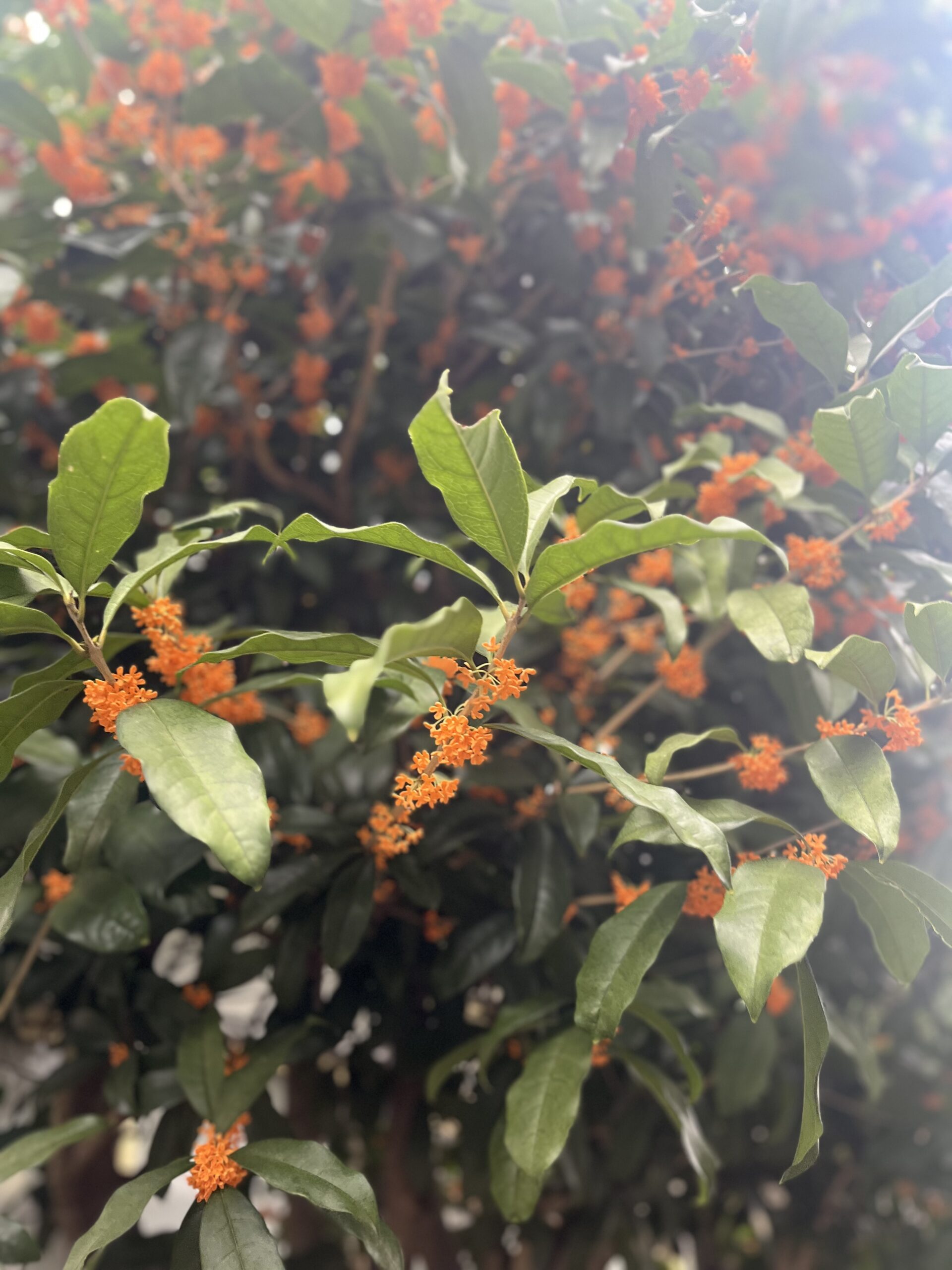 「豊かさにこだわる」2025年11月5日牡牛座満月